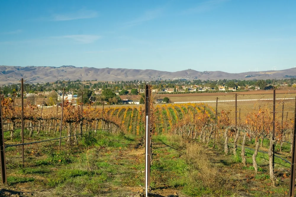 A field of vines with mountains in the background