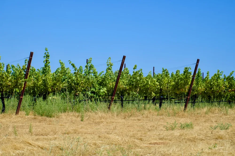 A field with a bunch of trees in the background