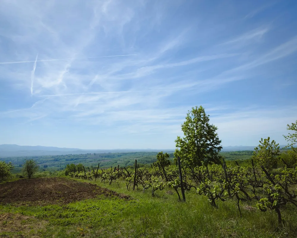 A field with a dirt road and trees