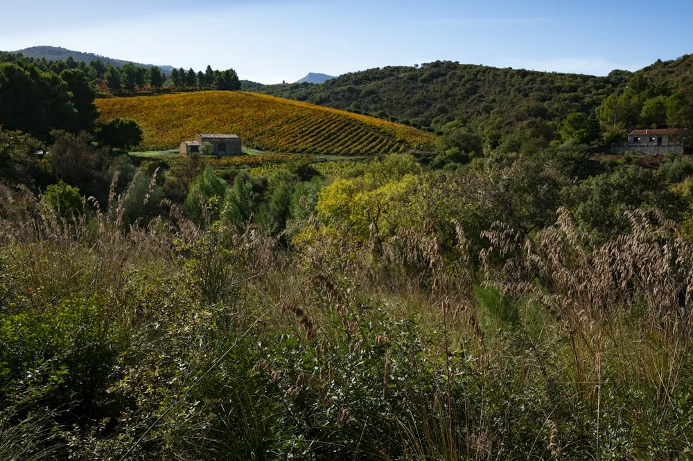 A field with a house in the distance