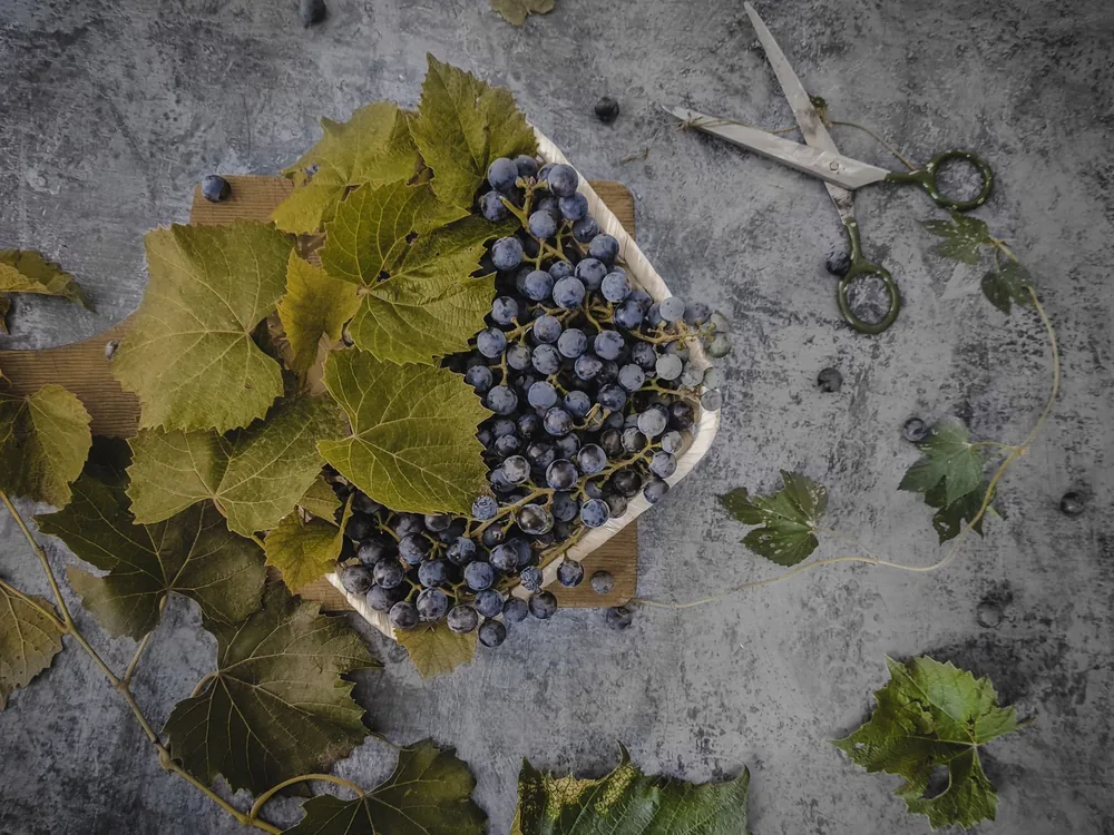 A flatlay of fresh grapes and leaves on a gray surface with scissors, highlighting a harvest theme