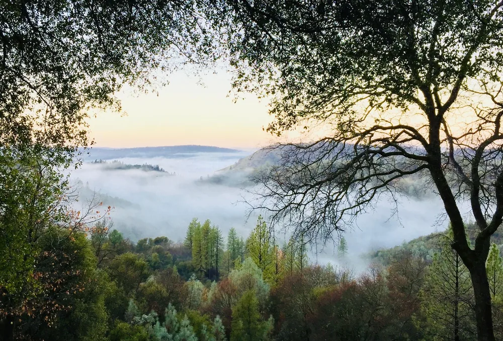 A foggy forest landscape at dawn in Garden Valley, California