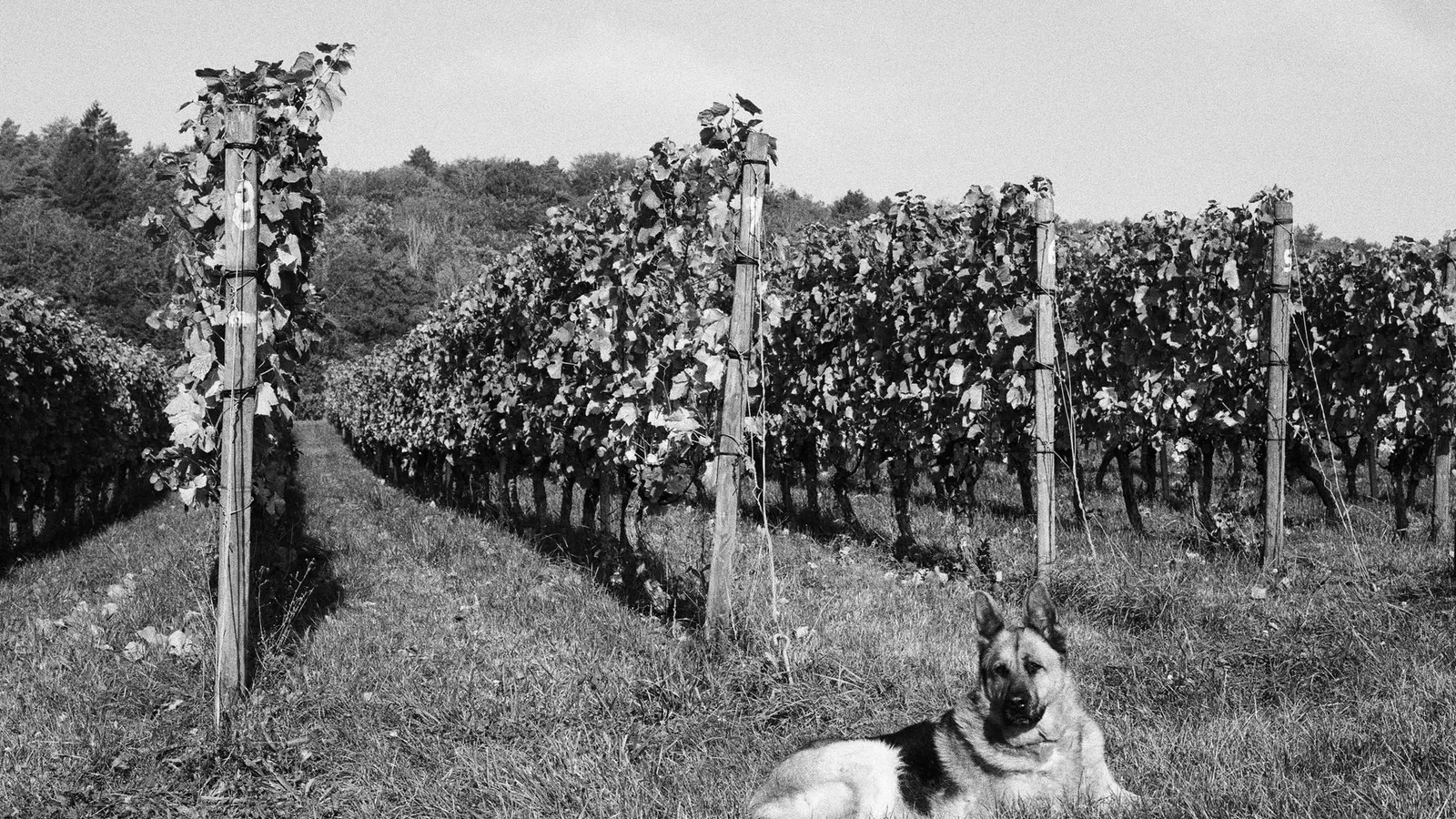 A German Shepherd relaxes in a vineyard, captured in monochrome