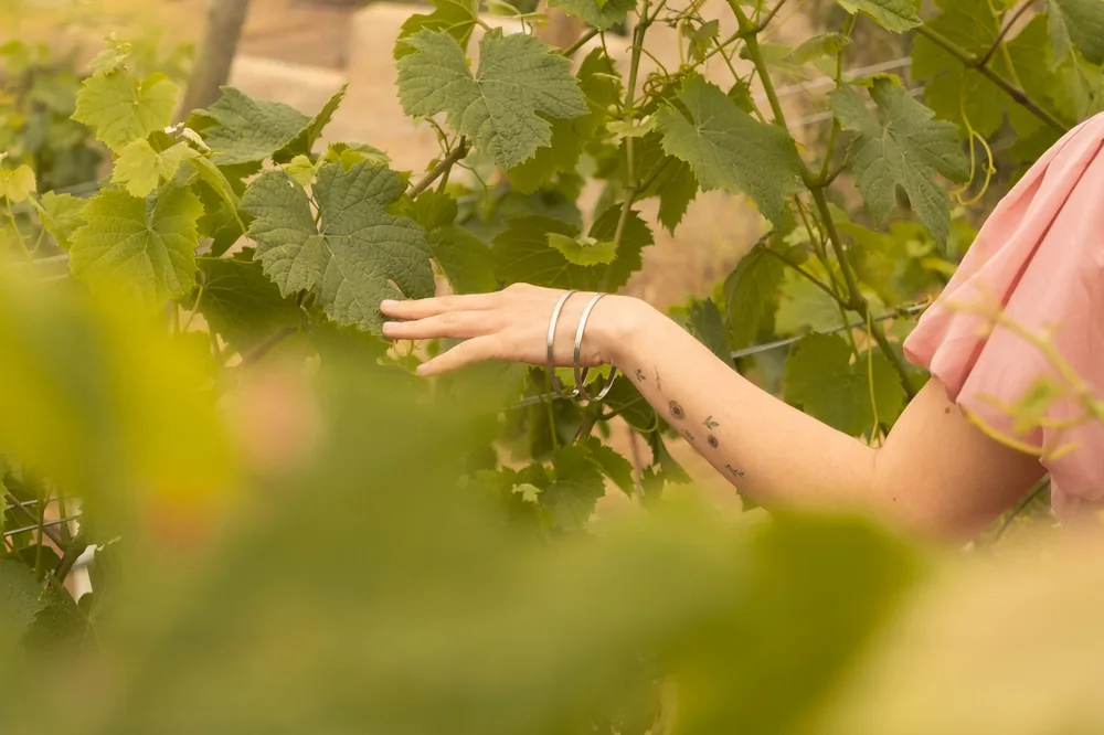 A graceful hand with bracelets gently touches vine leaves in a vineyard setting