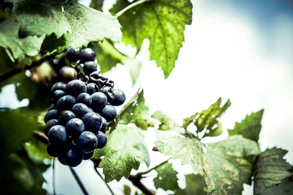 A grape cluster hanging from a vine surrounded by green leaves against a bright sky