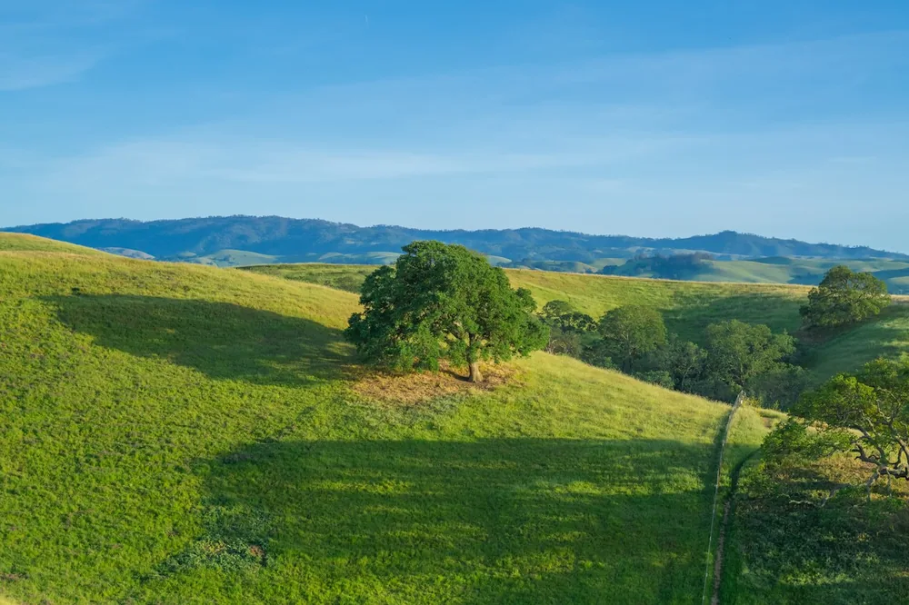 A grassy hill with a tree and mountains in the background