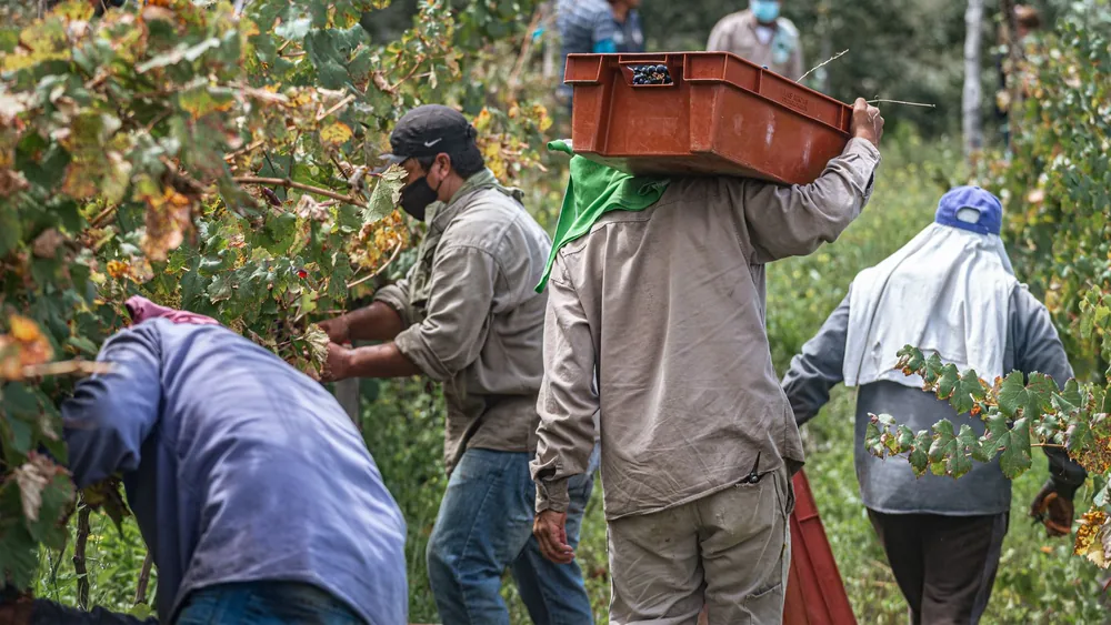 A group of workers harvesting grapes in a lush vineyard, engaging in agricultural labor