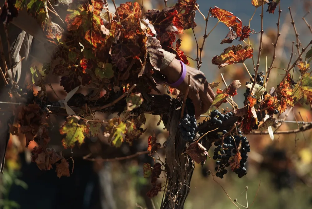 A hand harvesting grapes in a vineyard, surrounded by colorful autumn leaves