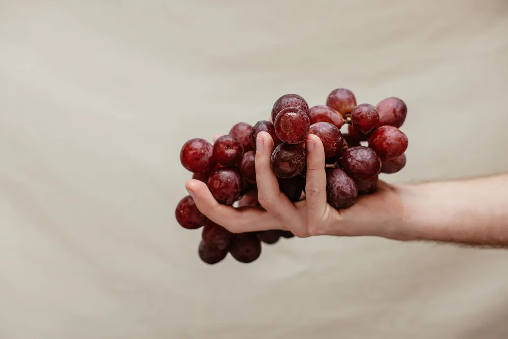 A hand holding a bunch of fresh red grapes against a neutral background