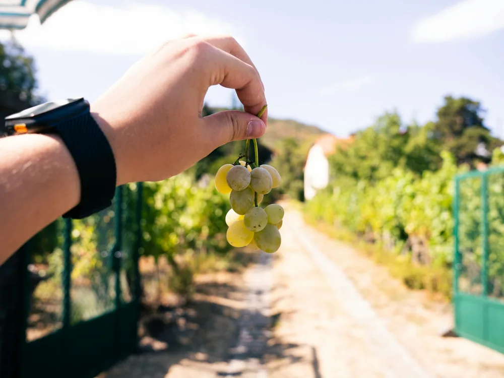 A hand holding a bunch of green grapes in a sunlit vineyard