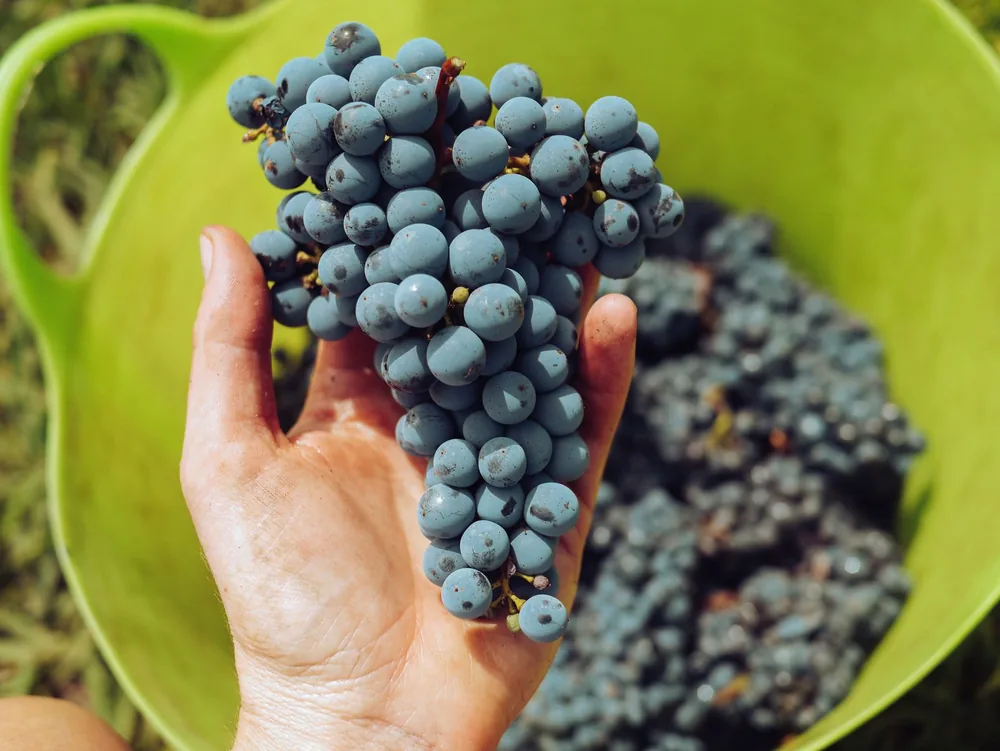 A hand holding a bunch of ripe grapes above a harvest basket outdoors