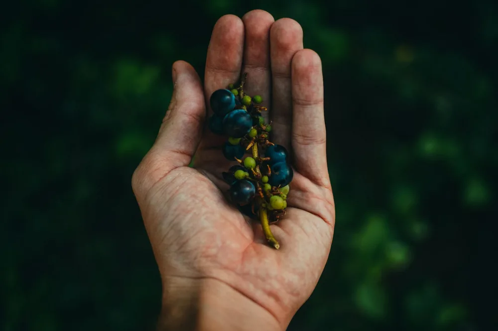 A hand holding fresh grapes outdoors, showcasing organic produce