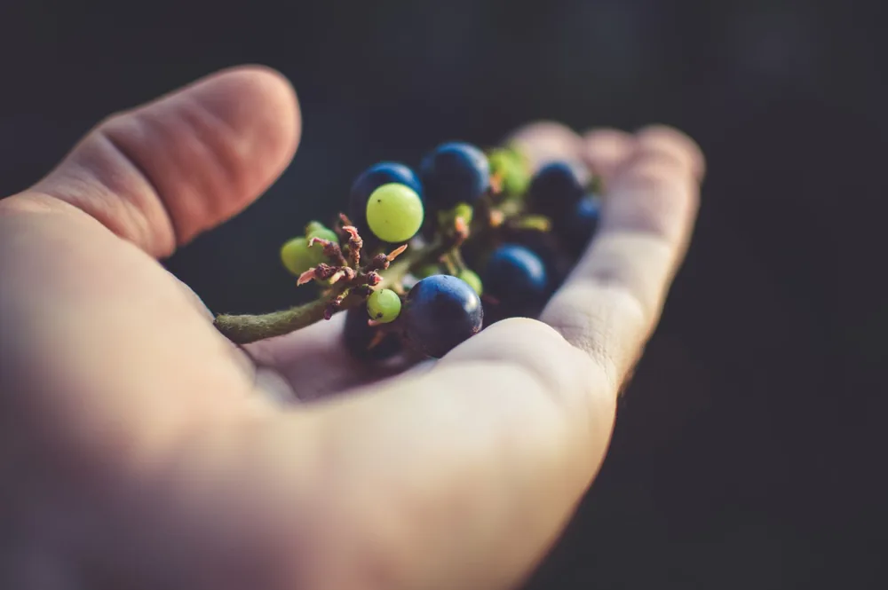 A hand holding fresh grapes, showcasing organic produce and natural beauty