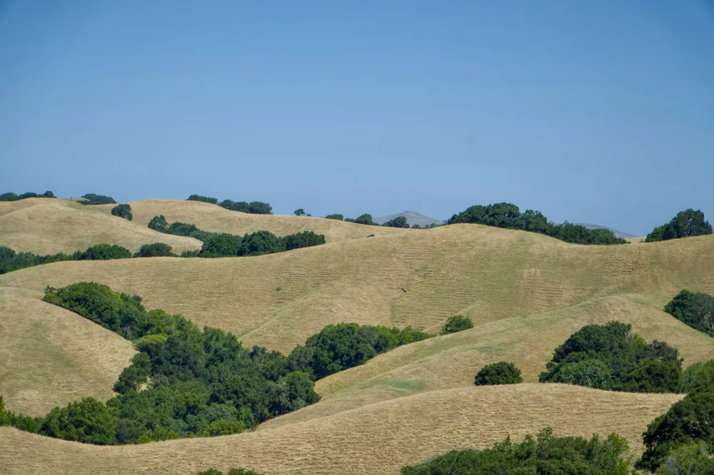 A hilly area with trees and grass