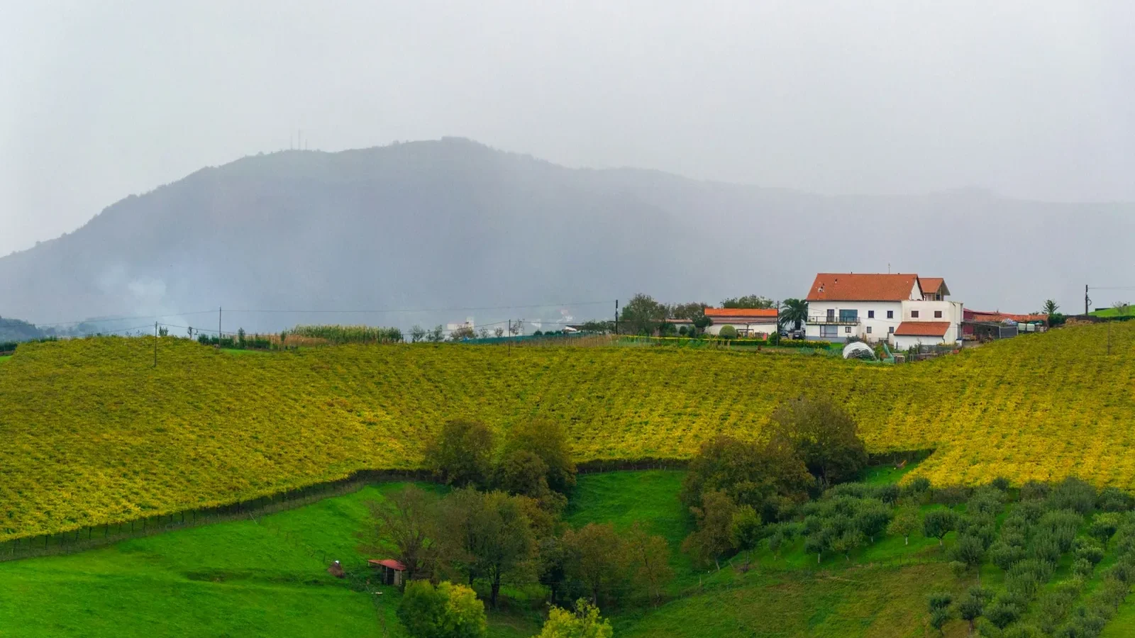 A house in the middle of a green field