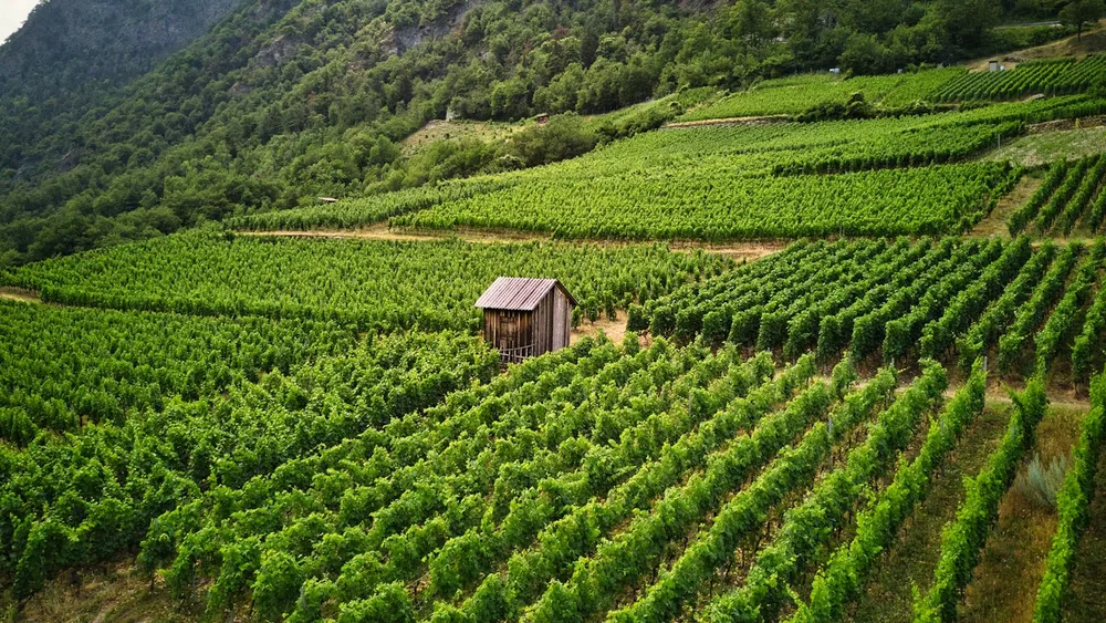 A house in the middle of a lush green field