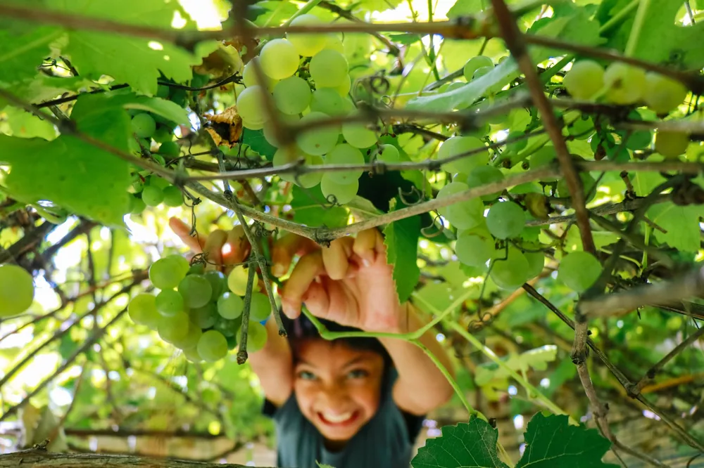 A joyful child reaches for ripe grapes in a lush vineyard, capturing the essence of harvest
