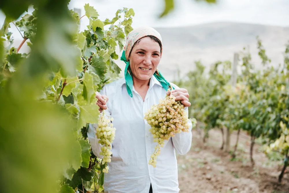 A joyful woman harvesting grapes in a lush vineyard setting