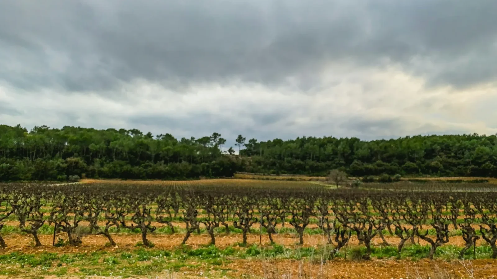 A large field of trees under a cloudy sky