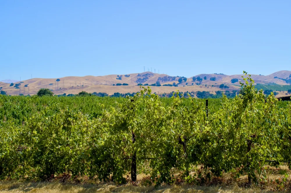 A large field of trees with mountains in the background