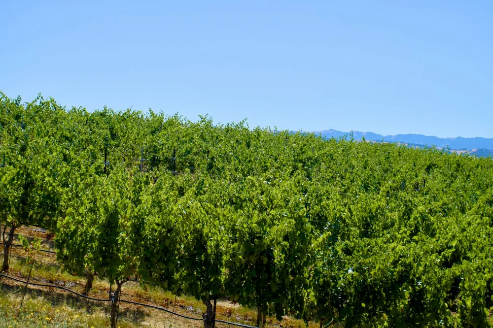 A large field of trees with mountains in the background