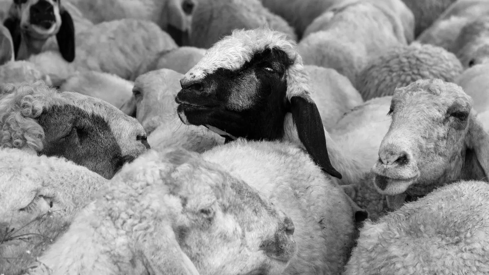 A large herd of sheep gathered on a farm in a classic black and white image