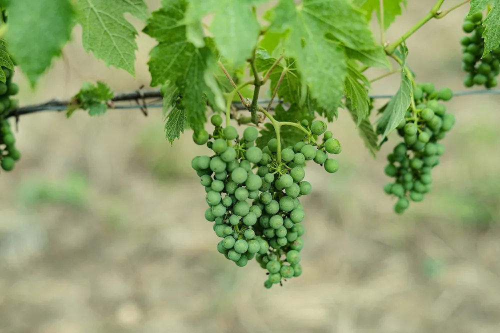 A lush close-up of green grapes and leaves, perfect for natural agricultural themes