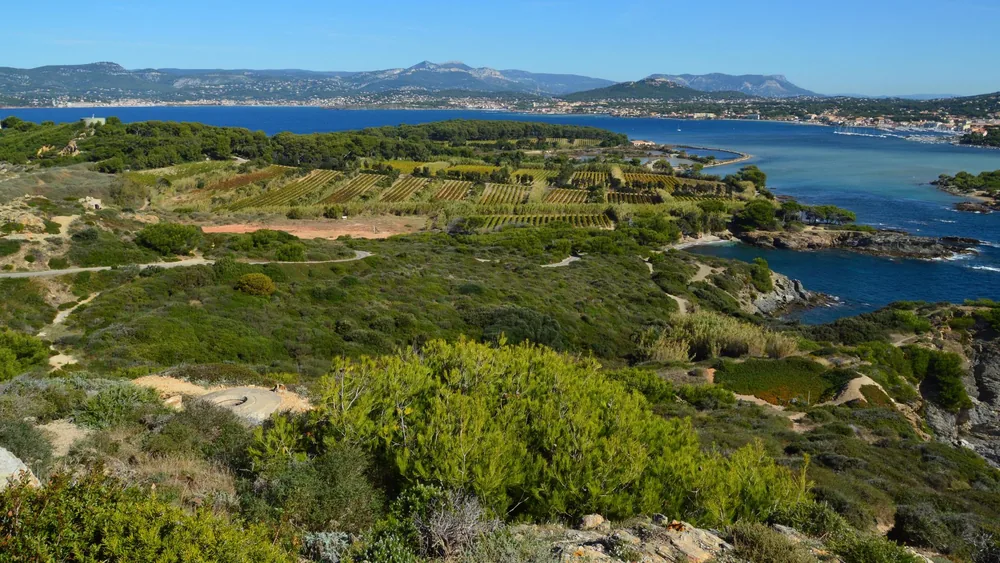 A lush coastal landscape with vineyards and the sea under a clear blue sky