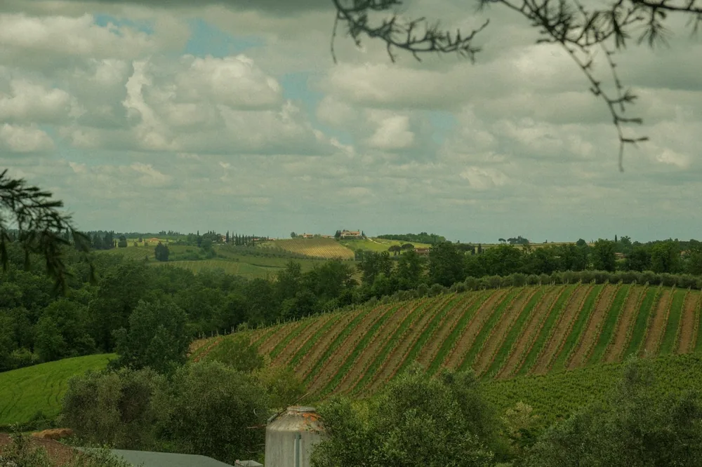 A lush green countryside with trees