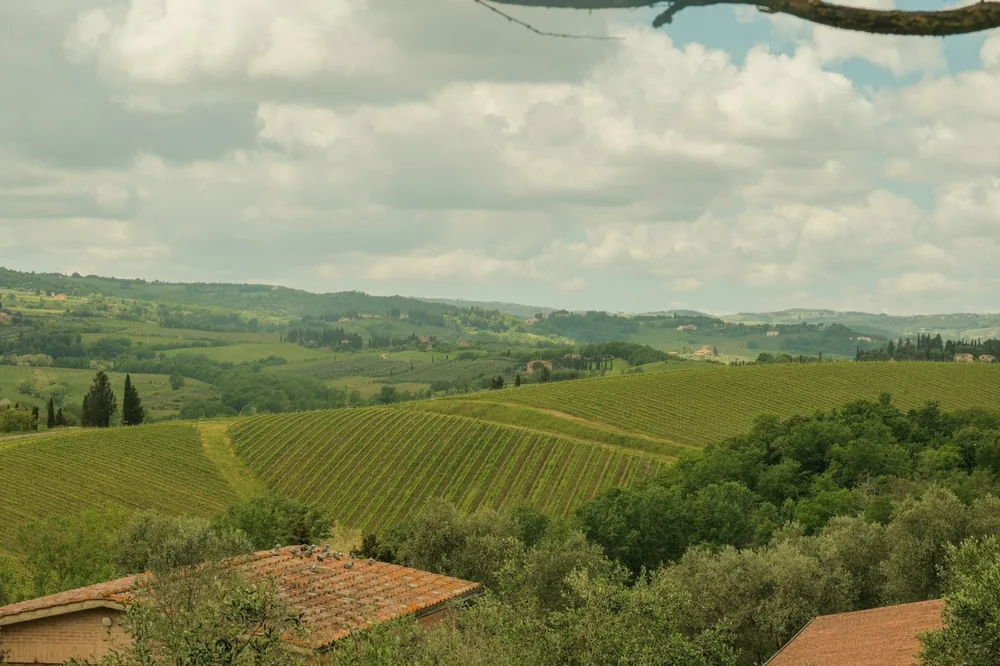 A lush green countryside with trees