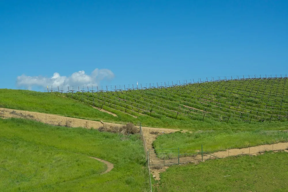 A lush green hillside covered in lots of grass