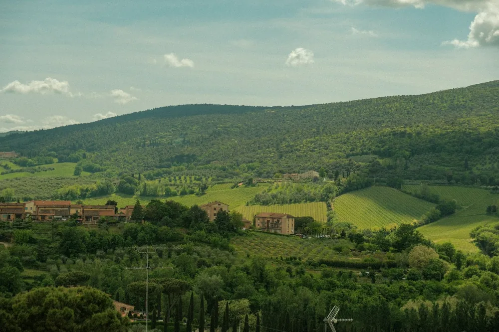 A lush green hillside covered in lots of trees