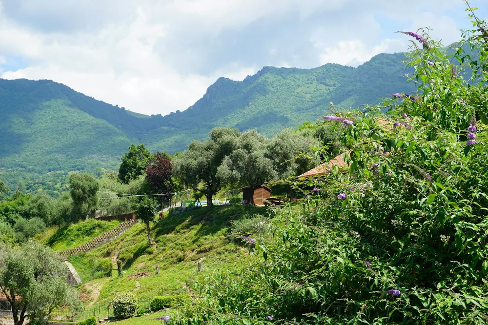 A lush green hillside covered in lots of trees