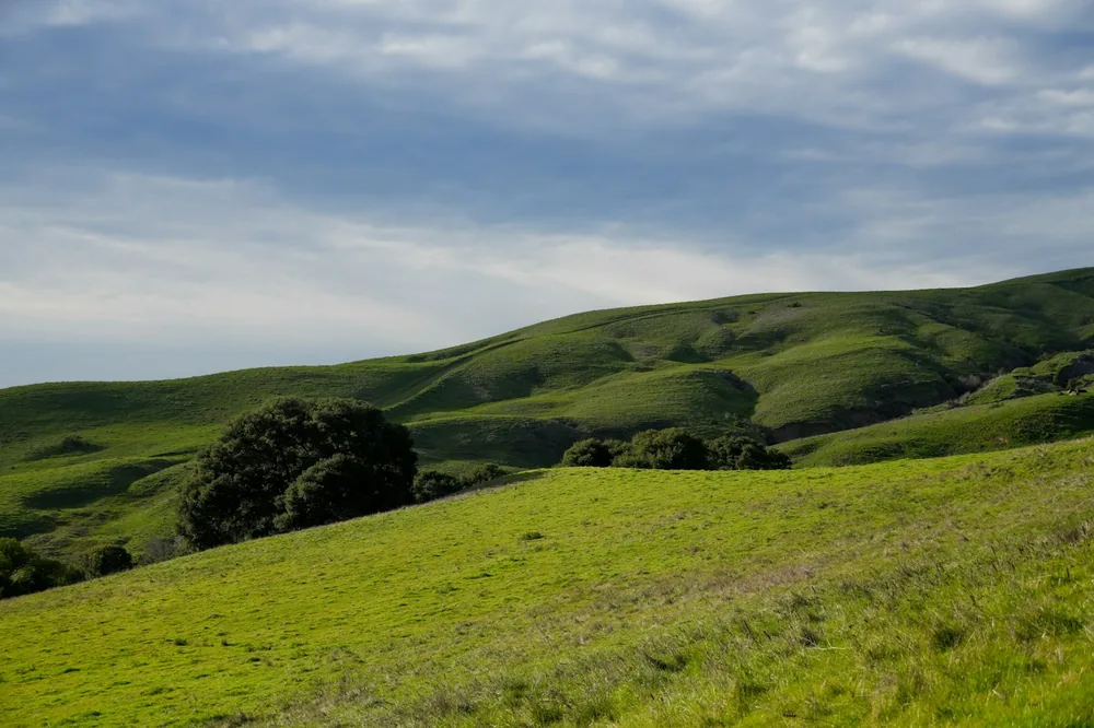 A lush green hillside covered in lush green grass