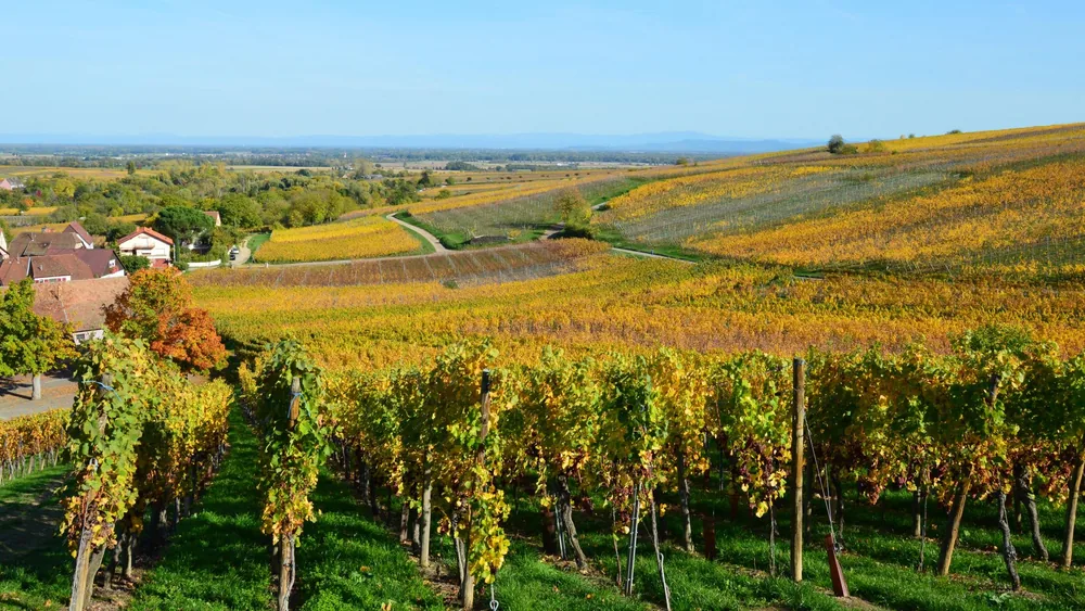 A lush vineyard in autumn with rolling hills and colors