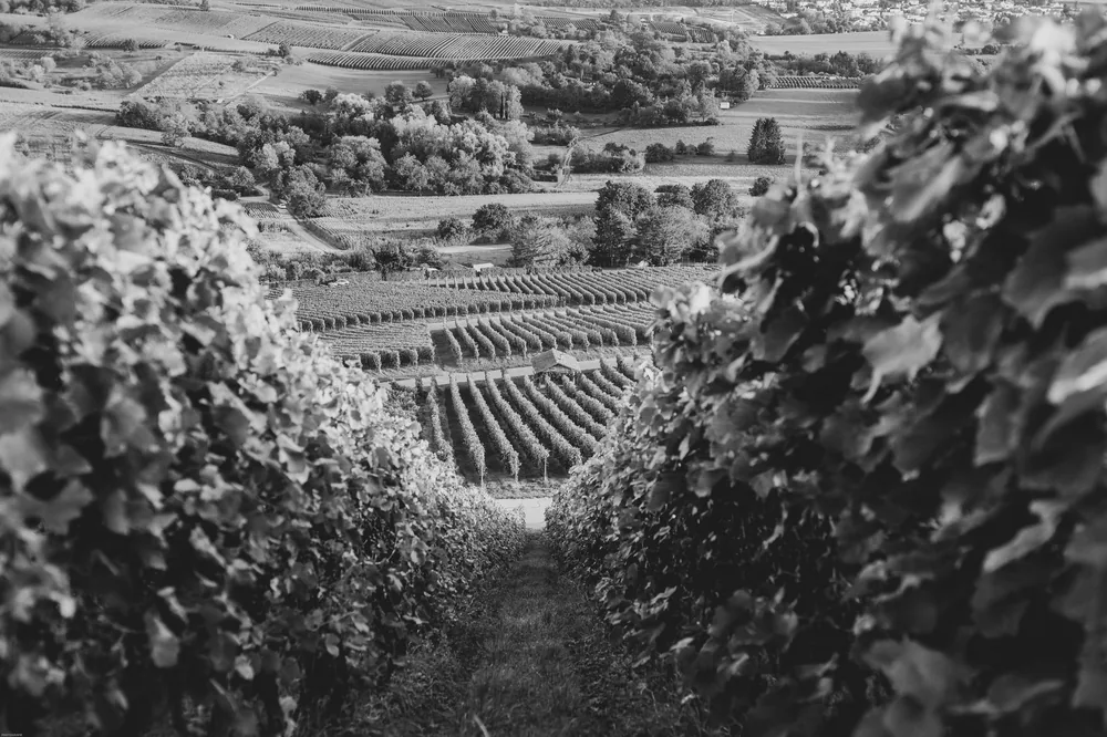 A lush vineyard in grayscale, highlighting nature's beauty