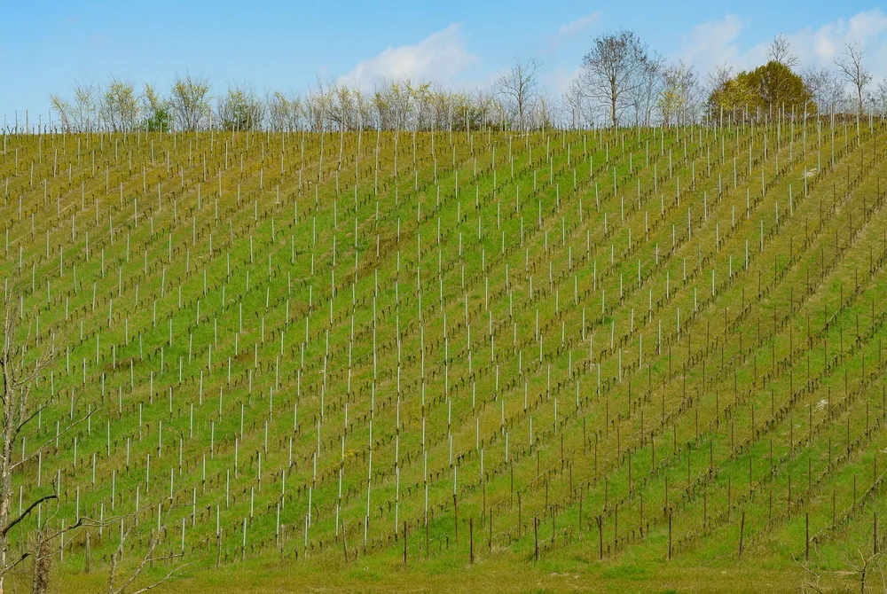 A lush vineyard on a hillside under a clear blue sky, showcasing spring growth