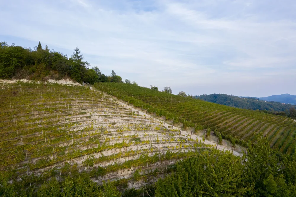 A lush vineyard on a hillside under a clear sky, capturing the essence of nature