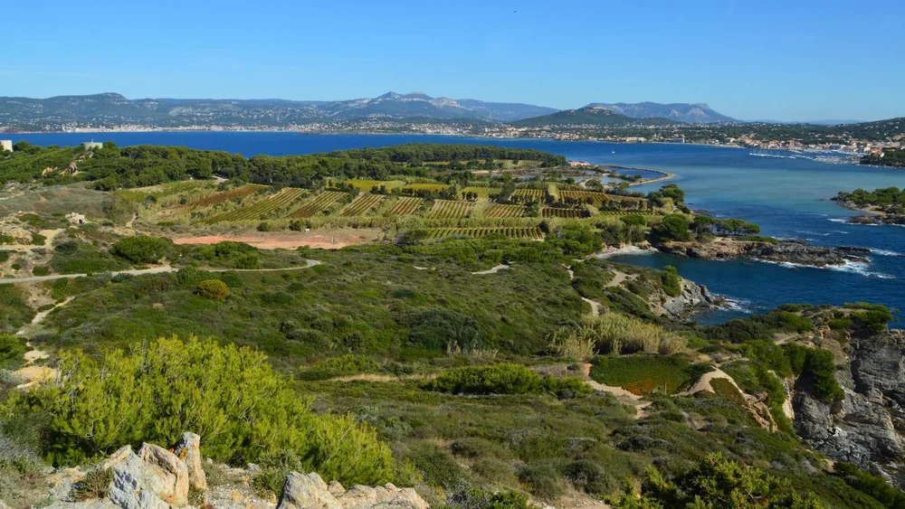 A lush vineyard set against a coastal backdrop with mountains beyond