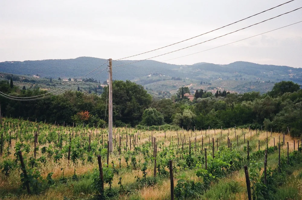 A lush vineyard set against rolling hills and power lines