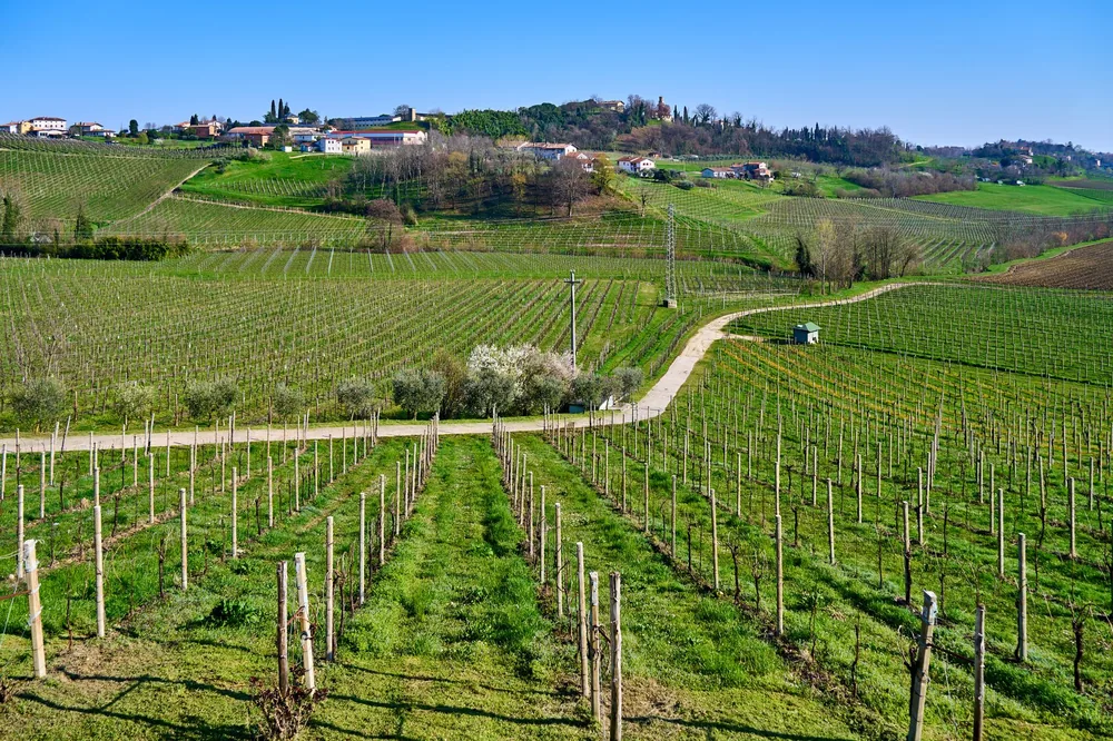 A lush vineyard stretches over rolling hills with farmhouses in the distance under a clear blue sky