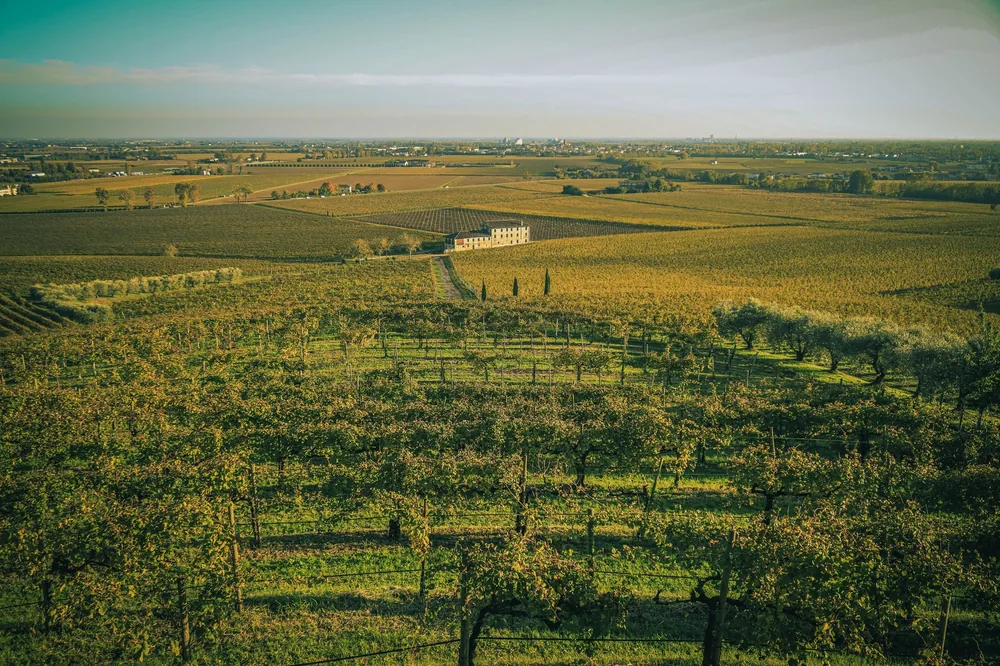 A lush vineyard stretching into the horizon under warm sunlight