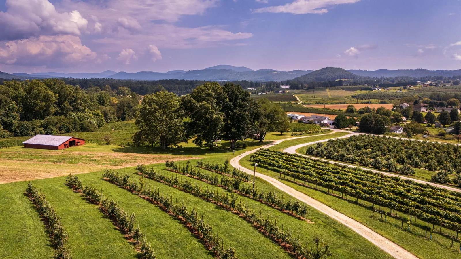 A lush vineyard with a red barn, rolling hills, and blue skies in summer