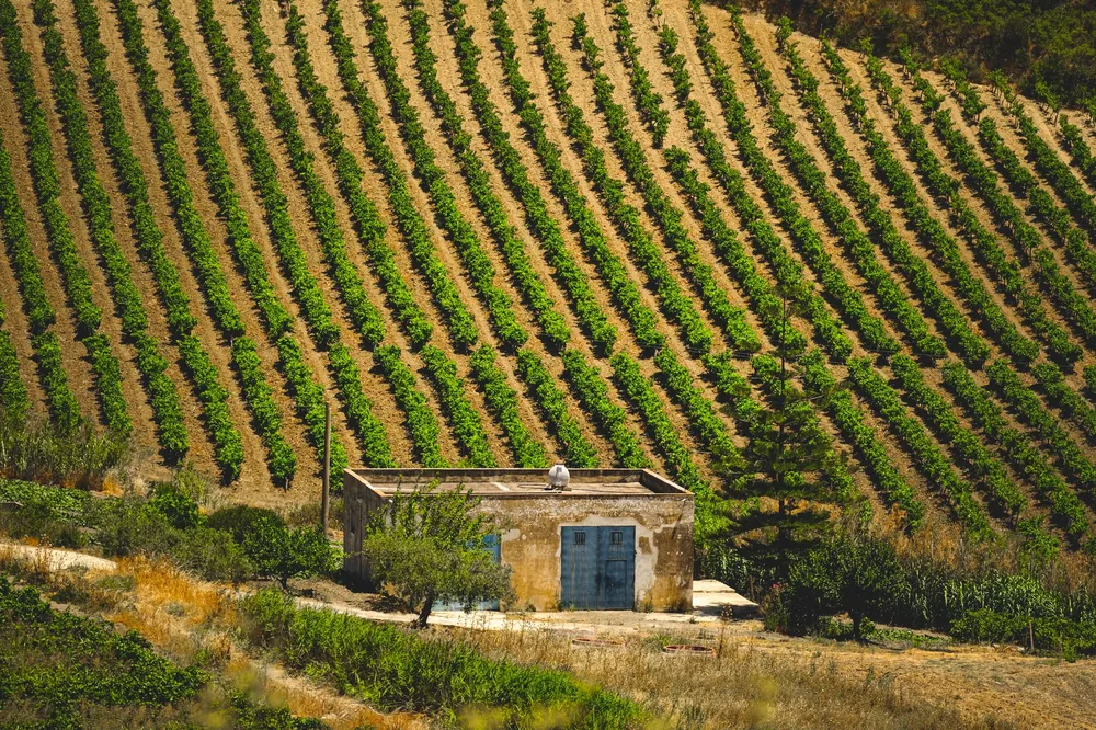 A lush vineyard with an old stone building, ideal for agriculture themes