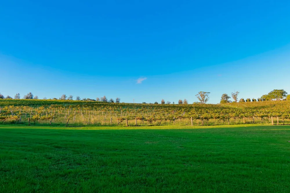 A lush vineyard with green grass and clear blue sky, perfect for nature lovers