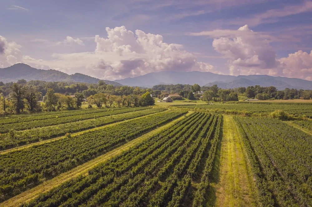 A lush vineyard with mountains in the backdrop under a sky