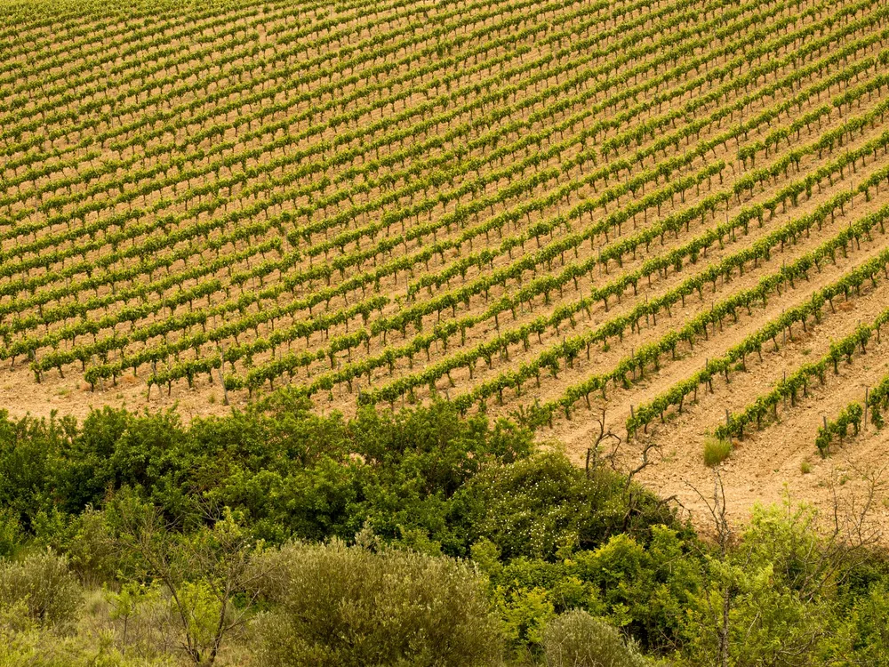 A lush vineyard with symmetrical rows, perfect for wine production