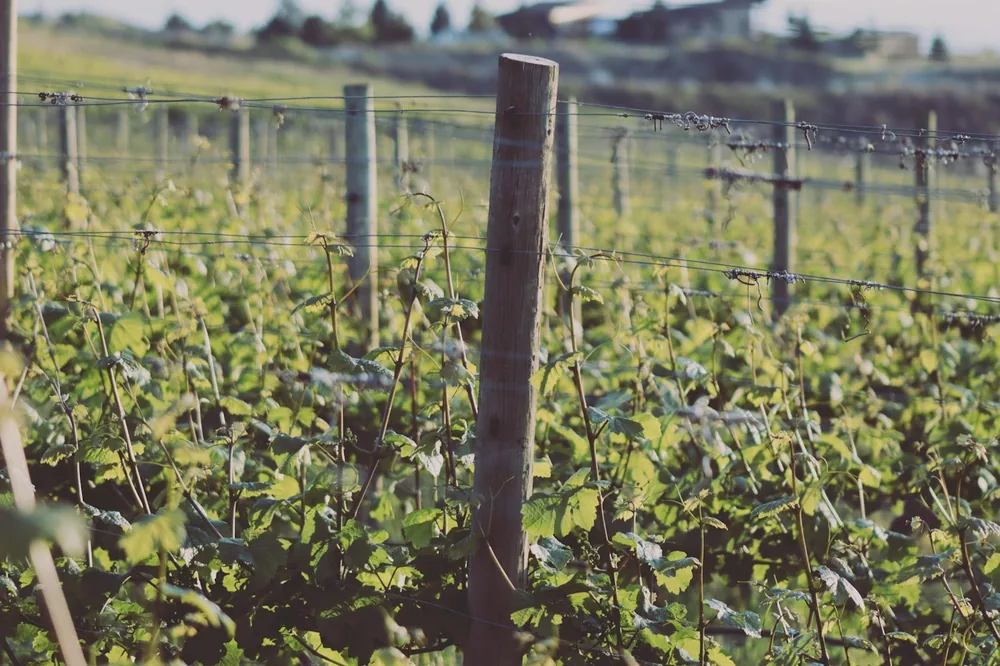 A lush vineyard with wooden posts and green leaves