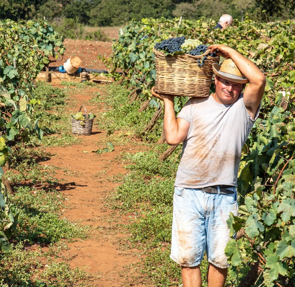A man carrying a basket of grapes in a vineyard during harvest season