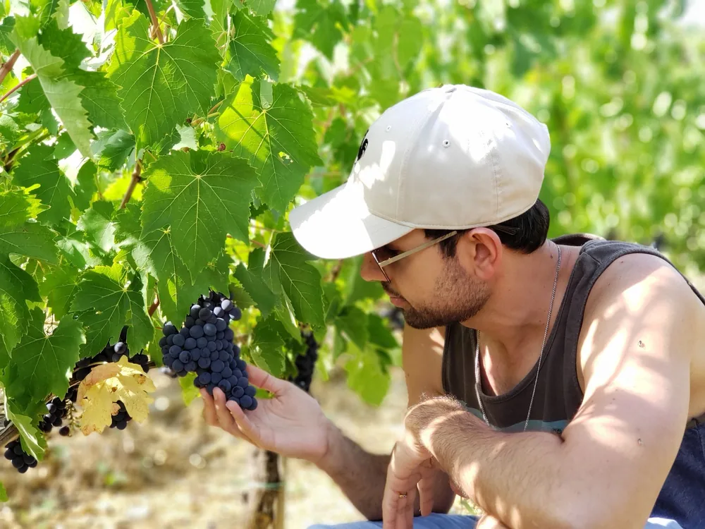 A man in a tank top checks ripening grapes on a sunny day in a lush vineyard